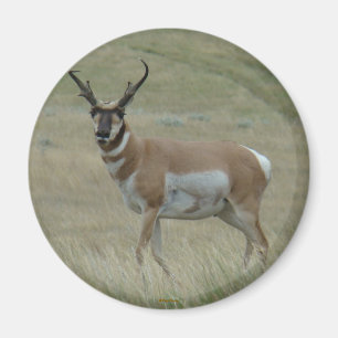 A33 Gabelbockbock gekrümmte Hörner Magnet