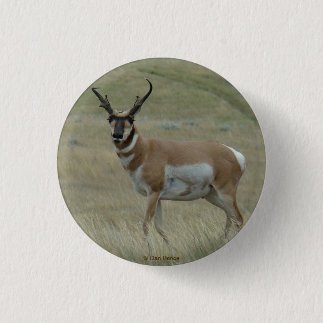 A33 Pronghorn Antelope Buck Crooked Horns Button (Vorderseite)