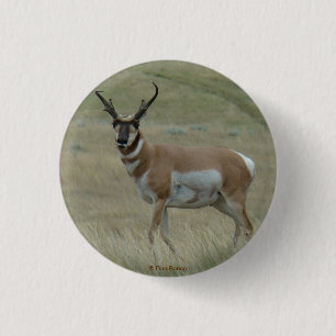 A33 Pronghorn Antelope Buck Crooked Horns Button