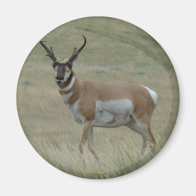 A33 Pronghorn Antelope Buck Crooked Horns Magnet (Vorne)
