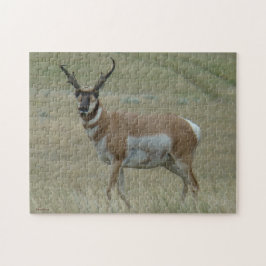 A33 Pronghorn Antelope Crooked Horns
