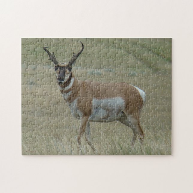 A33 Pronghorn Antelope Crooked Horns (Horizontal)