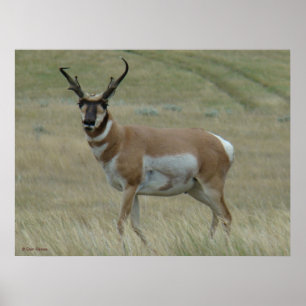 A33 Pronghorn Antelope Crooked Horns Poster
