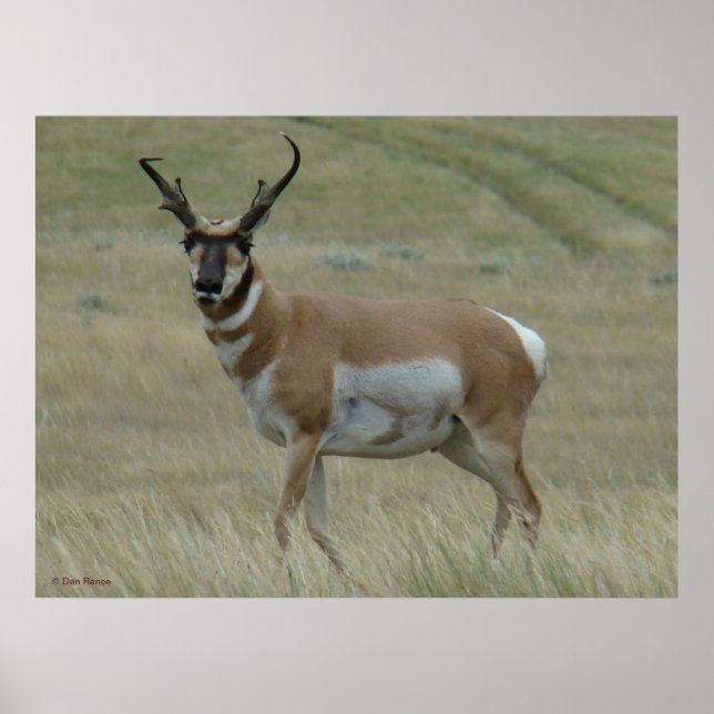 A33 Pronghorn Antelope Crooked Horns Poster (Vorne)