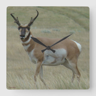 A33 Pronghorn Antelope Crooked Horns Quadratische Wanduhr