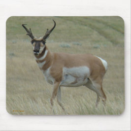 A33 Pronghorn Antilopen-gekrümmter Horn-Dollar Mousepad