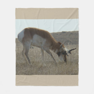A34 Gabelbock Gehörnter Bock Fleecedecke