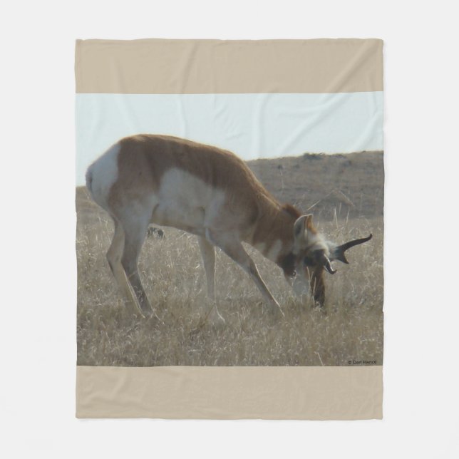 A34 Pronghorn Antelope Crooked Horns Buck Fleecedecke (Vorderseite)