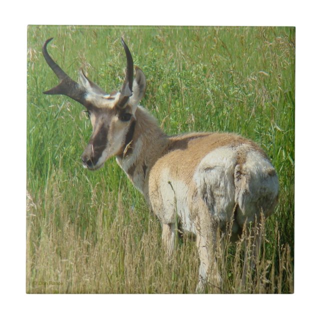 A35 Pronghorn Antelope Buck Fliese (Vorderseite)