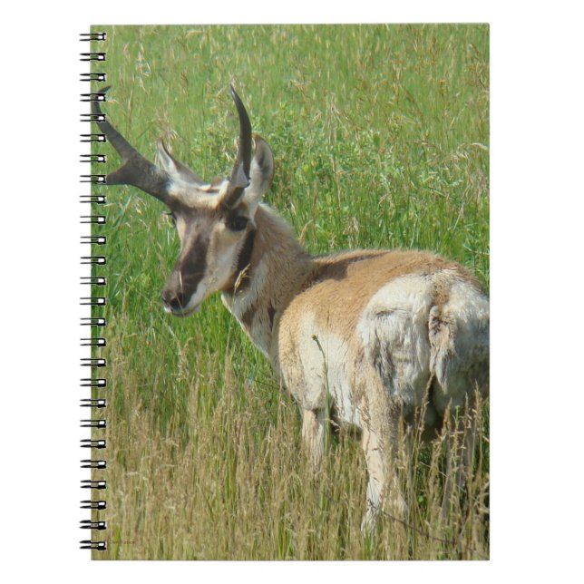 A35 Pronghorn Antelope Buck Notizblock (Vorderseite)