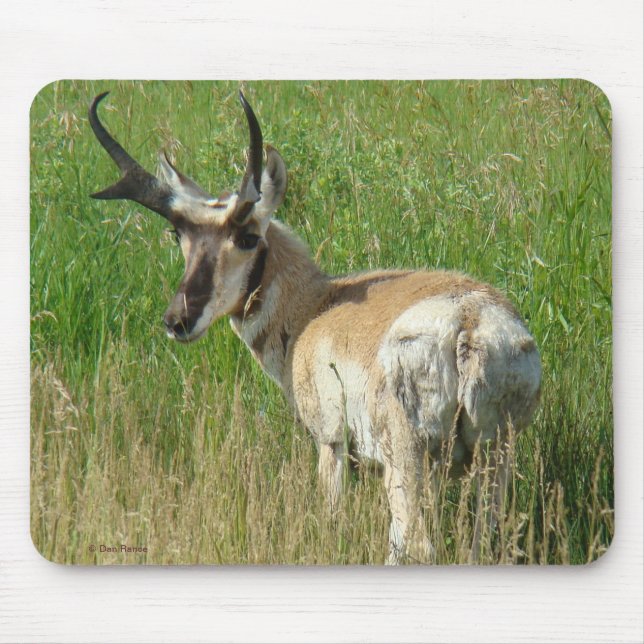A35 Pronghorn Antilopen-Dollar Mousepad (Vorne)