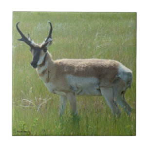 A36 Gabelbockbock Fliese