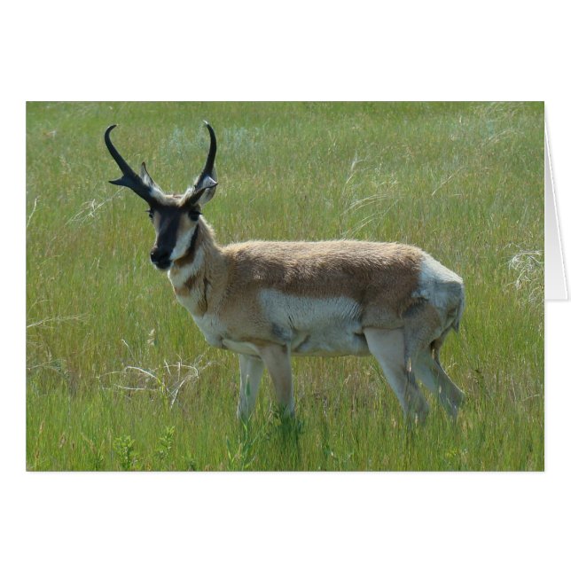 A36 Pronghorn Antelope Big Buck (Vorderseite (Horizontal))