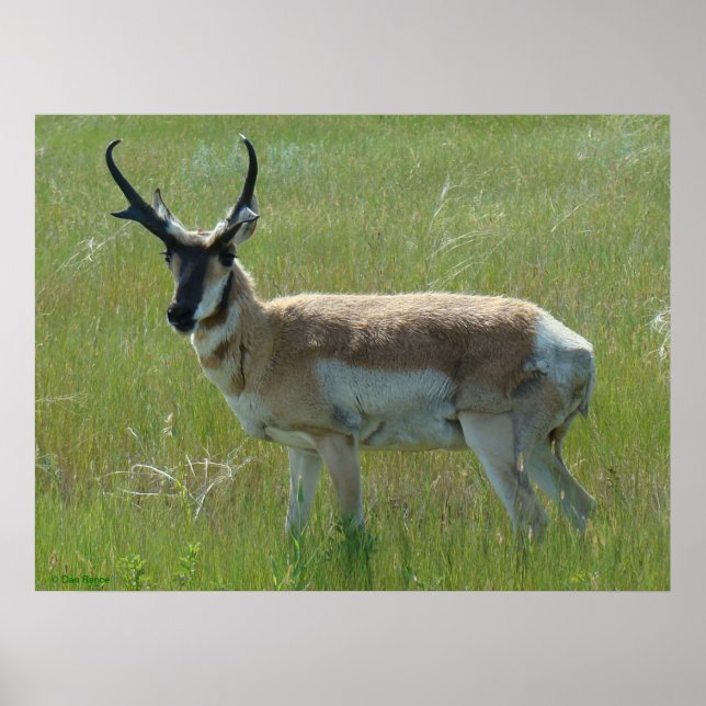 A36 Pronghorn Antelope Buck Poster (Vorne)