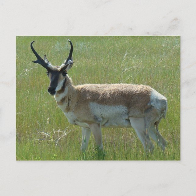 A36 Pronghorn Antelope Buck Postkarte (Vorderseite)