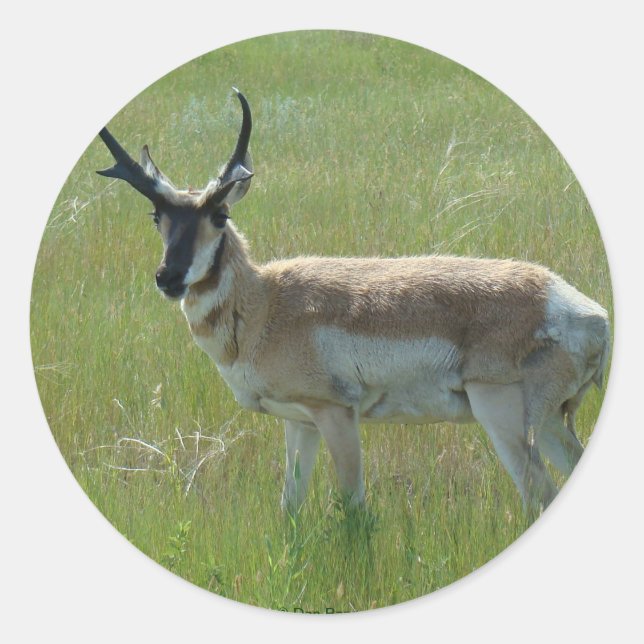 A36 Pronghorn Antelope Buck Runder Aufkleber (Vorderseite)
