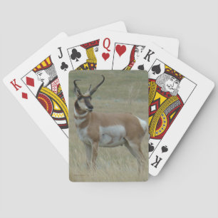 A37 Gabelbock Großer Bock Krumme Hörner Spielkarten