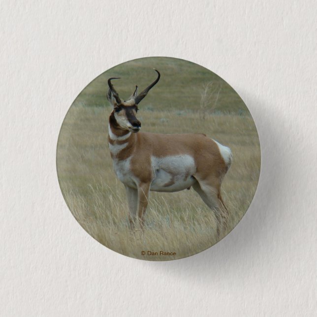 A37 Pronghorn Antelope Buck Crooked Horns Button (Vorderseite)