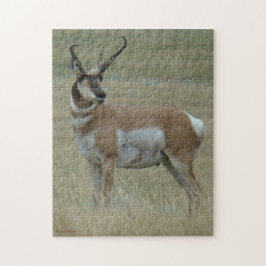 A37 Pronghorn Antelope Crooked Horns