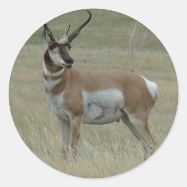 A37 Pronghorn Antelope Crooked Horns Runder Aufkleber (Vorderseite)