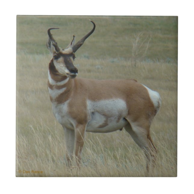 A37 Pronghorn Antilopen-gekrümmte Hörner Fliese (Vorderseite)