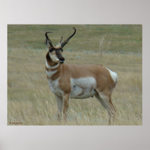 A37 Pronghorn Antilopen-gekrümmte Hörner Poster