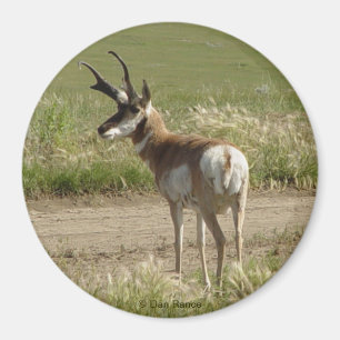 A39 Gabelbockbock Magnet