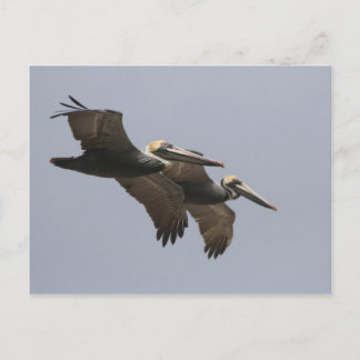 A3 Pelican Pair Postcard Postkarte