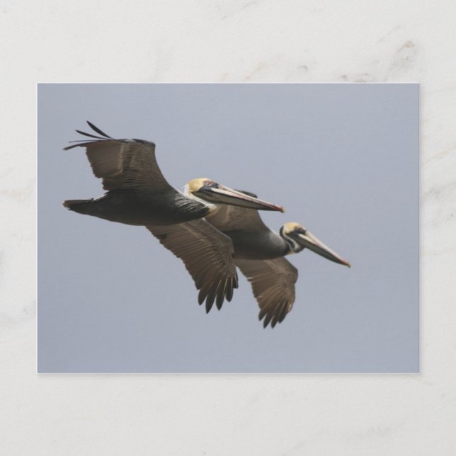 A3 Pelican Pair Postcard Postkarte (Vorderseite)