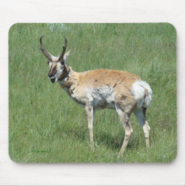 A3 Pronghorn Antelope Buck Mousepad