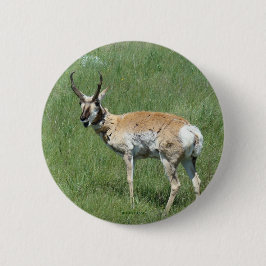 A3 Pronghorn Antelope Button