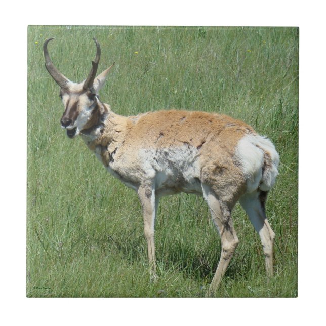 A3 Pronghorn Antelope Chewing Fliese (Vorderseite)