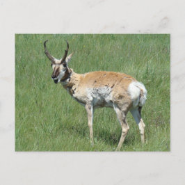 A3 Pronghorn Antelope Chewing Postkarte