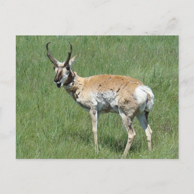 A3 Pronghorn Antelope Chewing Postkarte (Vorderseite)