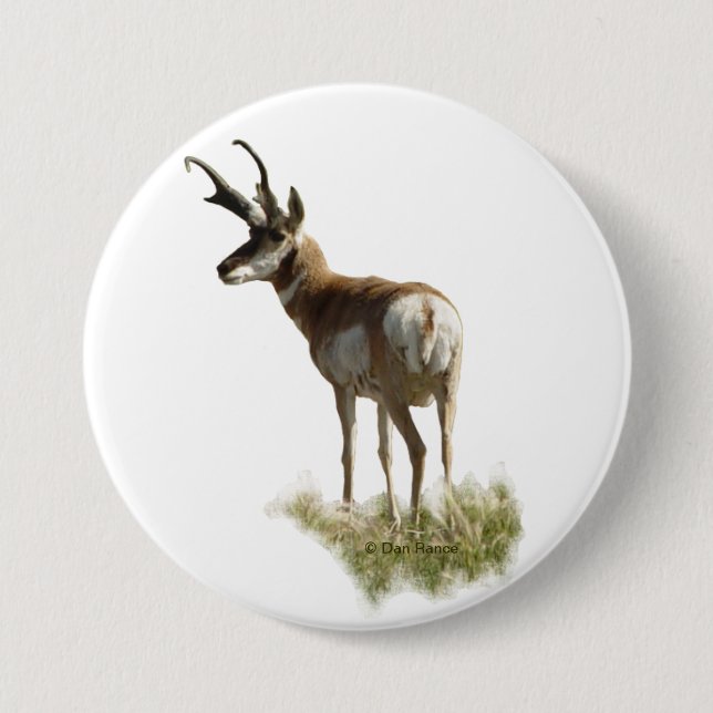 A43 Pronghorn Antelope Buck Button (Vorderseite)