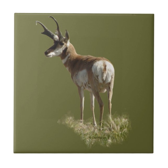 A43 Pronghorn Antelope Buck Fliese (Vorderseite)