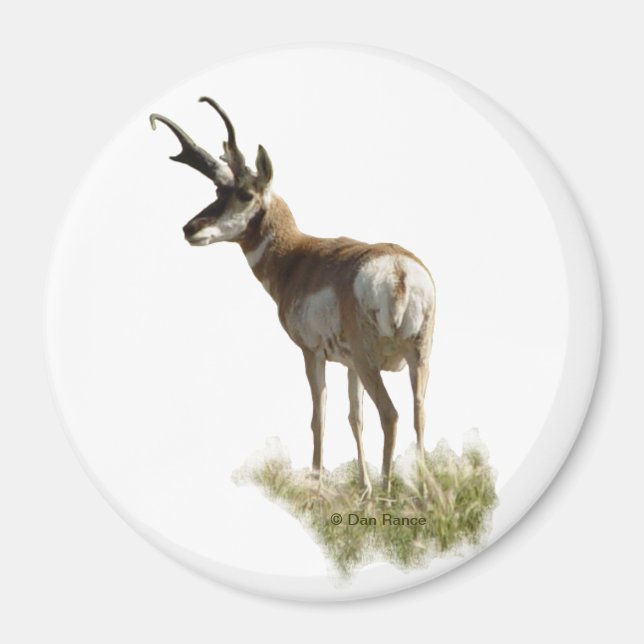A43 Pronghorn Antelope Buck Magnet (Vorne)