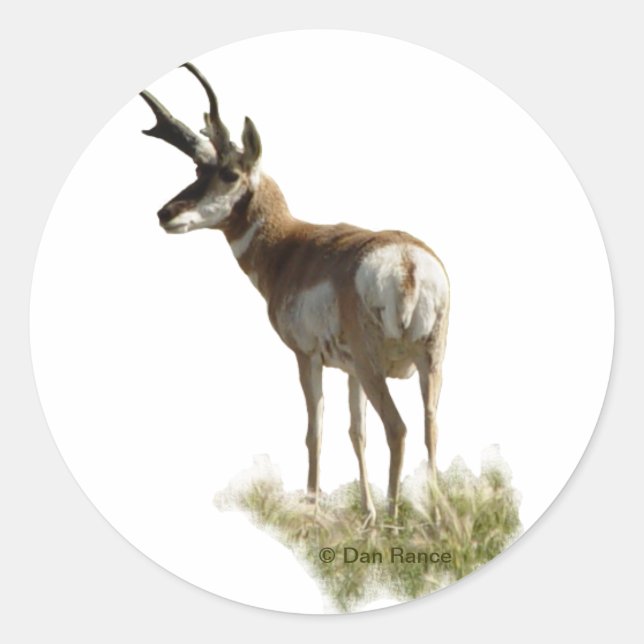 A43 Pronghorn Antelope Buck Runder Aufkleber (Vorderseite)