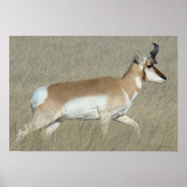 A44 Pronghorn Antelope Buck Poster (Vorne)