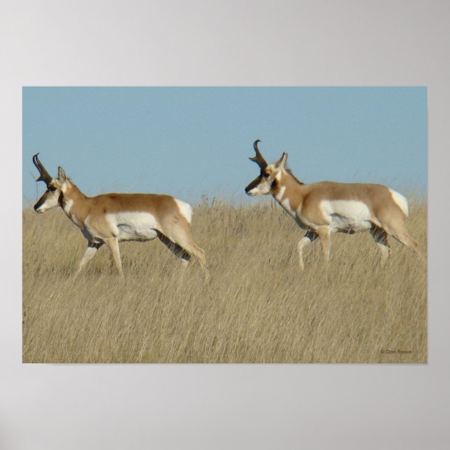 A45 Pronghorn Antelope Bucks Poster (Vorne)