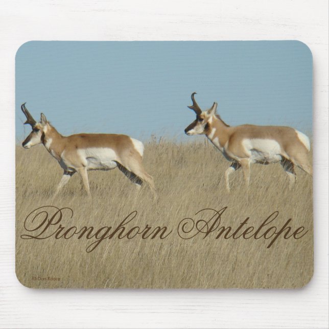 A45 Pronghorn Antelope Young Bucks Mousepad (Vorne)