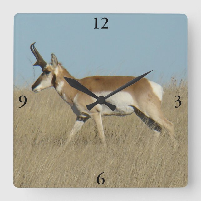A45a Pronghorn Antelope Buck Quadratische Wanduhr (Vorderseite)