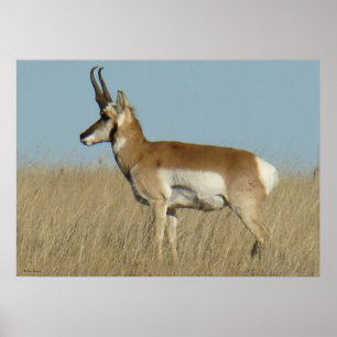 A46 Pronghorn Antilope Poster