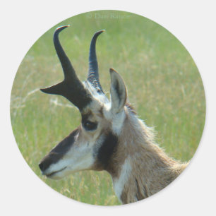 A47 Gabelbock-Gabelantilope Großer Bock Kopf Profi Runder Aufkleber