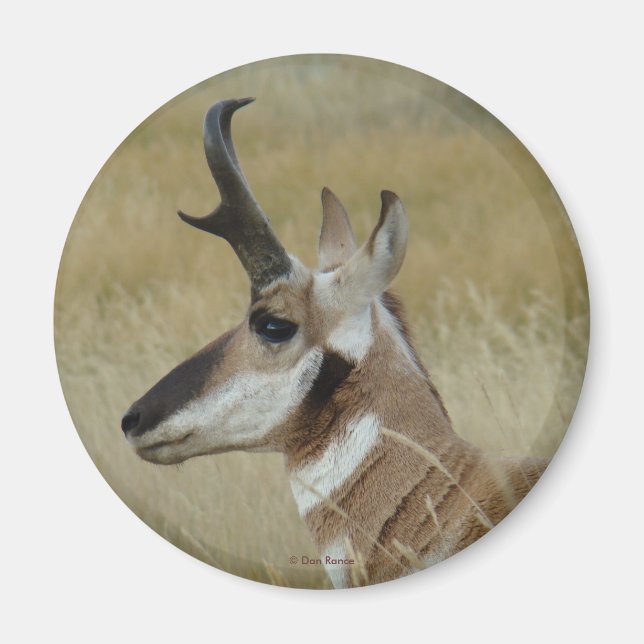 A4 Pronghorn Antelope Young Buck Head Shock Profil Magnet (Vorne)