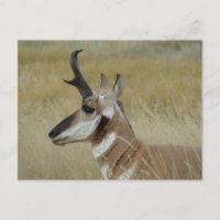 A4 Pronghorn Antelope Young Buck Head Shock Profil