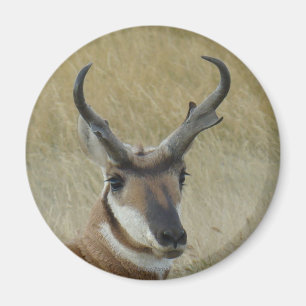 A5 Gabelbock Großer Bock Kopfschuss Magnet