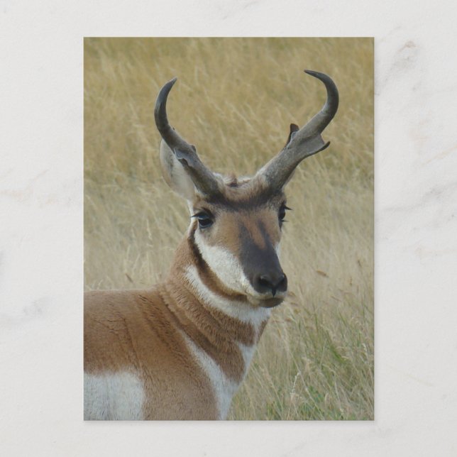 A5 Pronghorn Antelope Big Buck Head Shock Postkarte (Vorderseite)