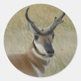A5 Pronghorn Antelope Buck Shock Runder Aufkleber