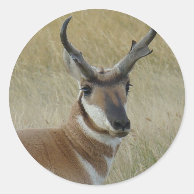 A5 Pronghorn Antelope Buck Shock Runder Aufkleber (Vorderseite)